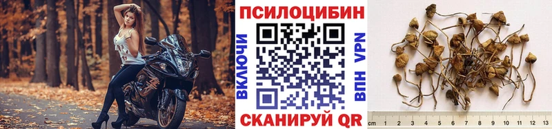 Псилоцибиновые грибы Cubensis  Злынка 